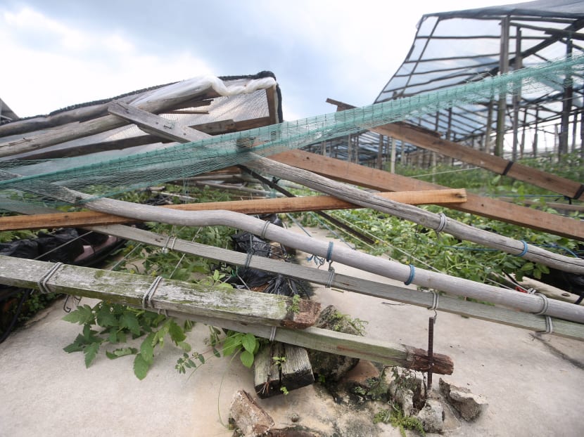 The aftermath of the damage caused by a thunderstorm on Tuesday (Jan 30) is seen at Pacific Agro (Pte) Ltd, Bah Soon Pah Road, on Jan 31, 2018. Photo: Koh Mui Fong/TODAY The aftermath of the damage caused by a thunderstorm on Tuesday (Jan 30) is seen at Pacific Agro (Pte) Ltd, Bah Soon Pah Road, on Jan 31, 2018. Photo: Koh Mui Fong/TODAY