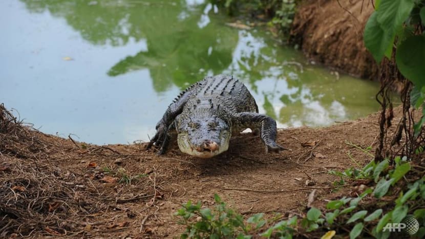Philippine boy eaten by crocodile in latest attack Philippine boy eaten by crocodile in latest attack