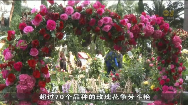 滨海湾花园花穹办玫瑰花展 情侣在场注册结婚