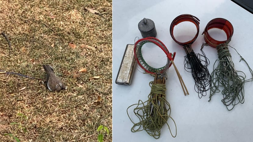 Two bird trappers fined as prosecutor cites increase in bird poaching Two bird trappers fined as prosecutor cites increase in bird poaching