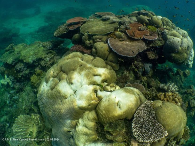 Coral reefs bleach in the Great Barrier Reef as scientists conduct in-water monitoring during marine heat in Russell Island, Australia, on Feb 3, 2024 in this handout picture obtained by Reuters on April 12, 2024. 
