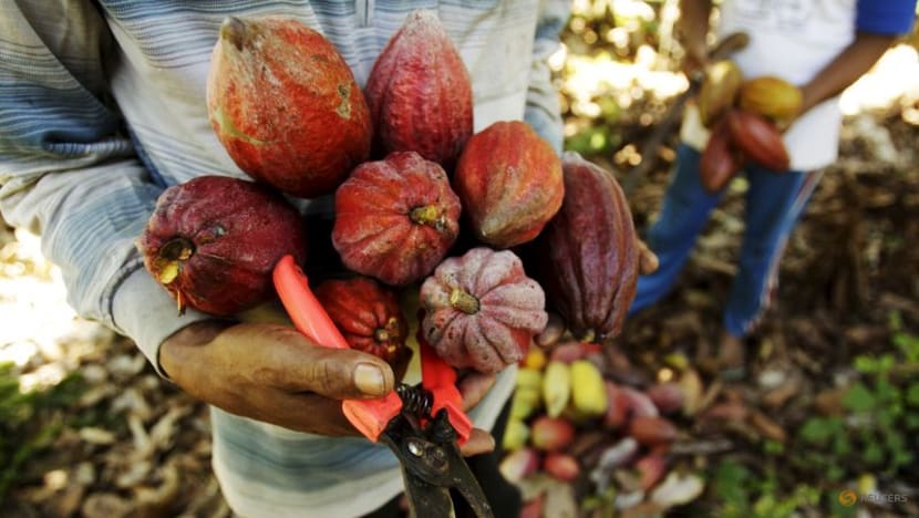 Asia's Q2 cocoa grind up 3.6% yr/yr at 228,895 tonnes -CAA Asia's Q2 cocoa grind up 3.6% yr/yr at 228,895 tonnes -CAA
