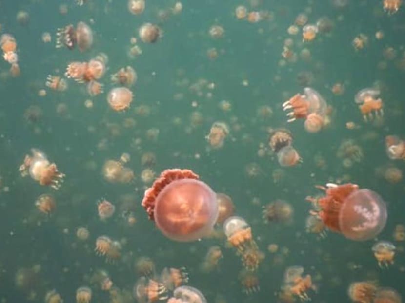 Palau Jellyfish Lake reopens following golden jellyfish rebound Palau Jellyfish Lake reopens following golden jellyfish rebound