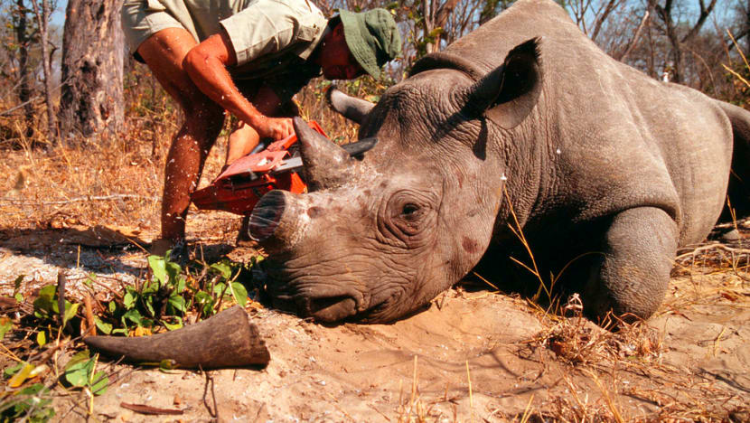 Commentary: Singapore's S$1.2m rhino horn seizure another reminder of need  to combat wildlife trafficking - CNA