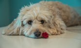 Worried about your pet getting COVID-19? Here’s what you need to know