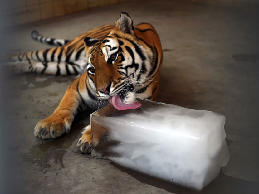 A tiger at Karachi Zoo licks on ice to keep cool during a heatwave on April 19, 2017,  which saw temperatures in excess of 45°C in many parts of Pakistan. Photo: AFP