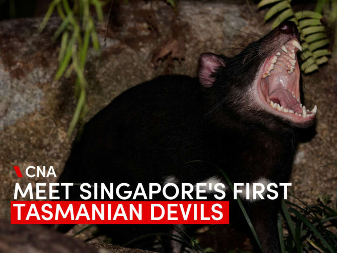 Meet Singapore's first Tasmanian Devils at the Night Safari | Video
