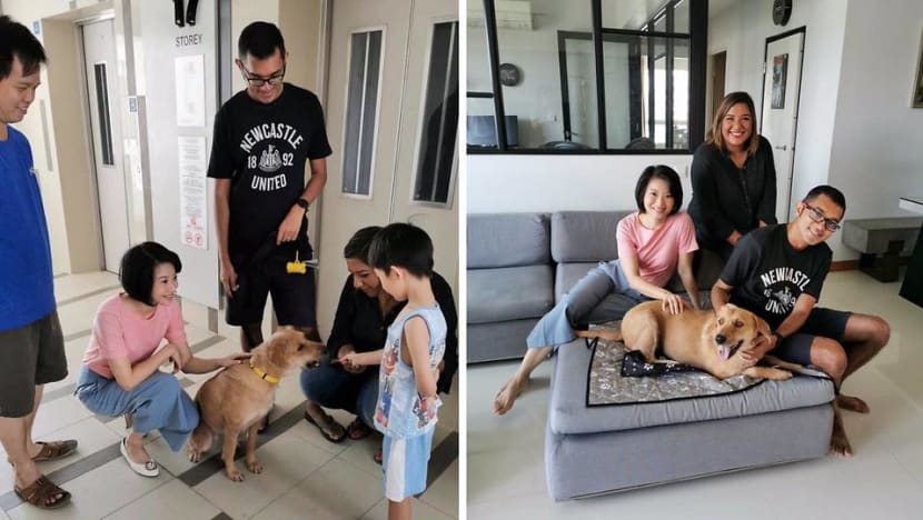 Bigger local mixed-breed dogs can be rehomed in HDB flats under revised criteria Bigger local mixed-breed dogs can be rehomed in HDB flats under revised criteria