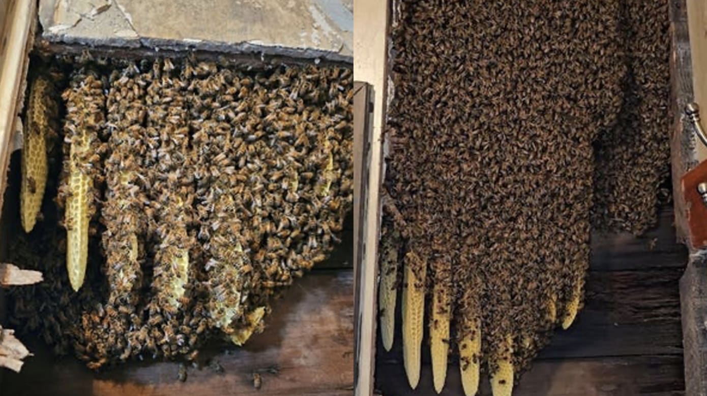 美国屋主家中出现大量蜜蜂 专家助移除蜂巢