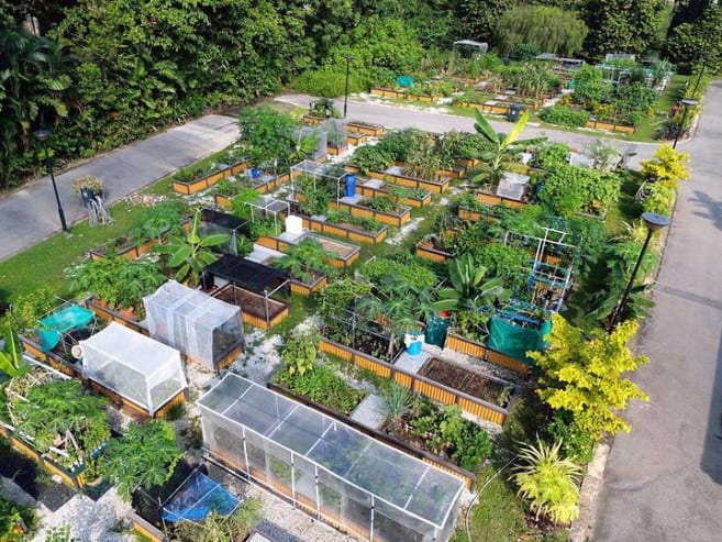 Commentary: Singaporeans are proving you can grow your vegetables and eat them too