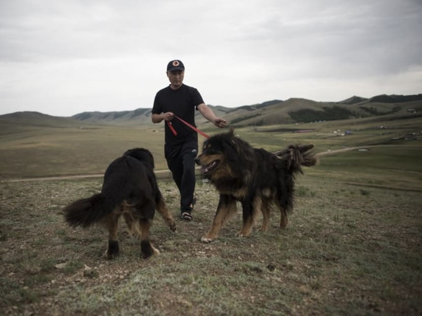 Mongolians’ best friends: Saving herder dogs on the steppes