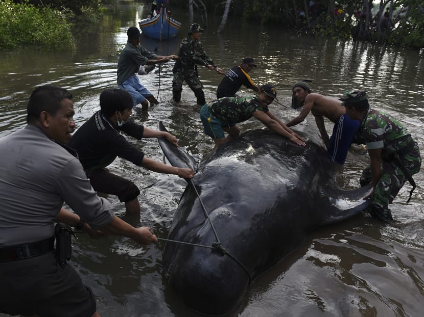 10 whales dead, dozens stranded on Indonesia's Java island - National