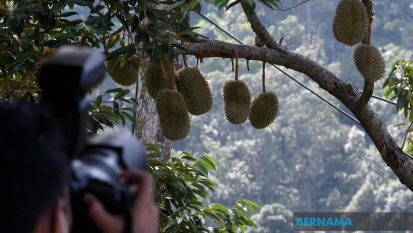 Nikmati buah segar, pemandangan berbukit ajak pengunjung bersantai di Durian Ecolodge
