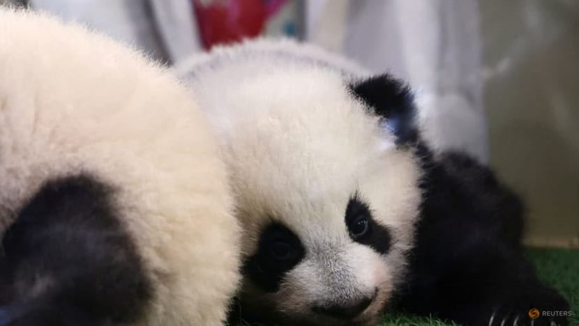 Soccer star Mbappe becomes godfather to panda cub Soccer star Mbappe becomes godfather to panda cub