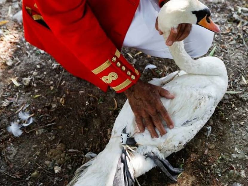 UK's swan-uppers take to the Thames to check on queen's birds UK's swan-uppers take to the Thames to check on queen's birds
