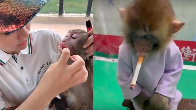 中国猴子直播间抽烟涂口红 野保部门：会叫停