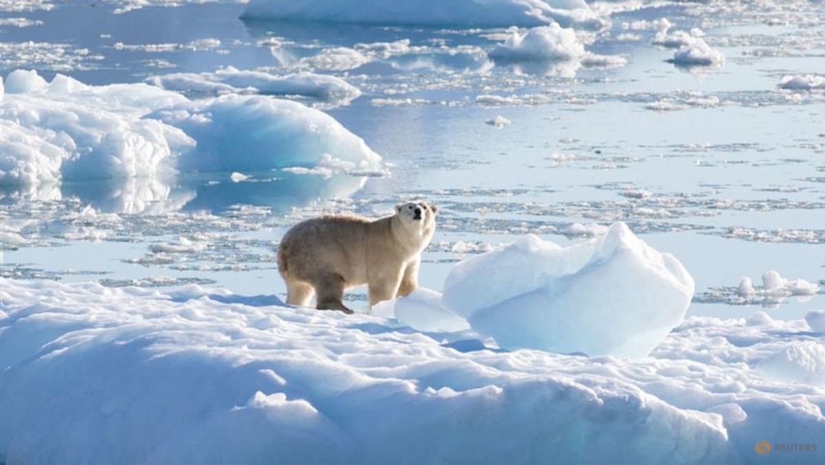 Scientists say study found a direct link between greenhouse gas emissions and polar bear survival Scientists say study found a direct link between greenhouse gas emissions and polar bear survival