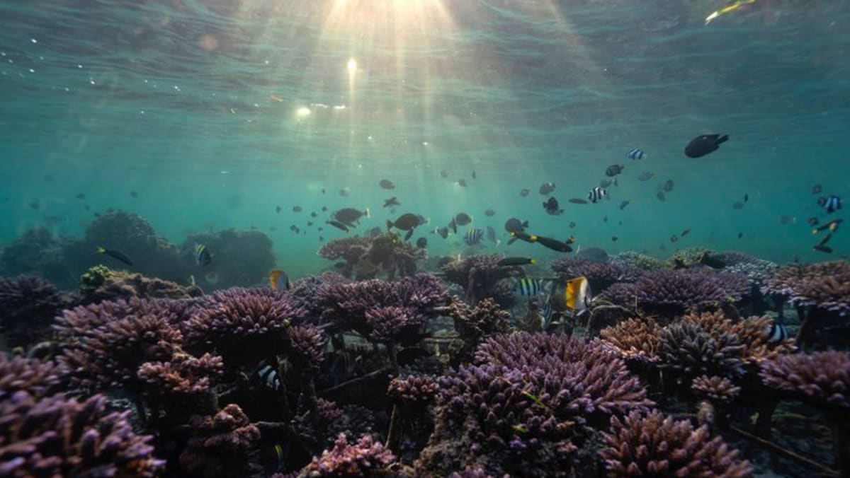 Countries pledge to raise US$12 billion to fund coral reef protection - Vimarsana News