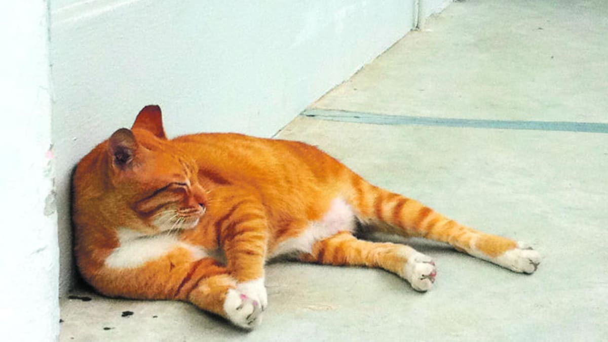 AVS seeking views on feline welfare framework, including pet cat