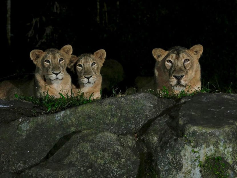 Health Minister Ong Ye Kung said that the lion prides from the Night Safari and the Singapore Zoo are recovering well in their dens, away from public areas. Health Minister Ong Ye Kung said that the lion prides from the Night Safari and the Singapore Zoo are recovering well in their dens, away from public areas.