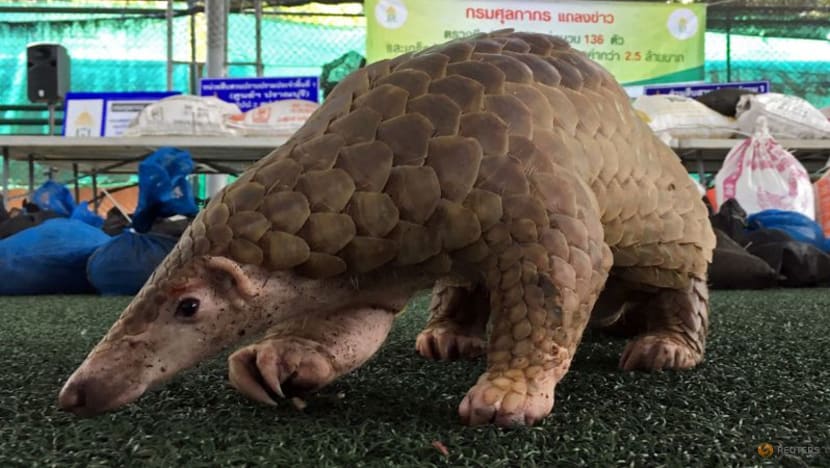 Wildlife traffickers creeping back as pandemic restrictions ease: Report Wildlife traffickers creeping back as pandemic restrictions ease: Report