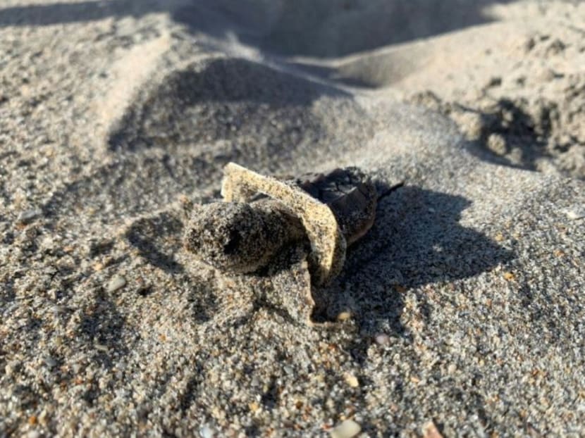 A small turtle in Florida has its head ensnared by a piece of plastic.