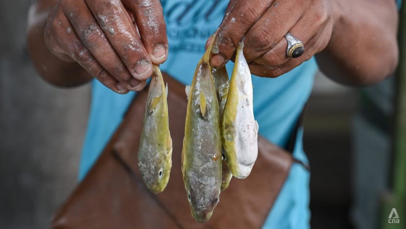 Maut keracunan ikan buntal di Malaysia: Keluarga gesa lebih banyak kesedaran, tindakan undang-undang terhadap penjual
