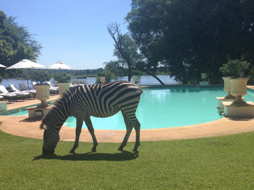 Gallery: What to expect when on a safari trip in Africa