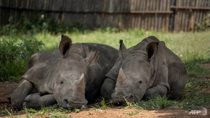 Rhino killings on the rise in South Africa Rhino killings on the rise in South Africa