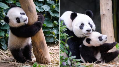 You Can Finally Go See Panda Cub Le Le For Yourself At River Wonders’ Exhibit, Which Has Been “Baby-Proofed” For His Safety