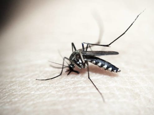 Dengue cases on the rise: What you need to know to avoid mosquito bites
