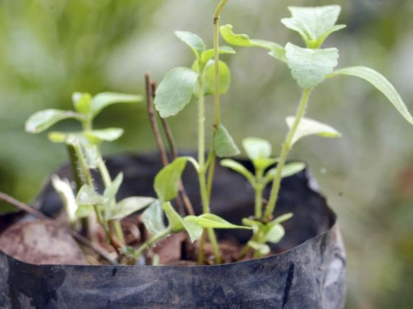 The stevia plant. Stevia is 200 times sweeter than sugar but has less calories. With health concerns over sugar, many companies are using it as a sugar alternative. Reuters file photo.