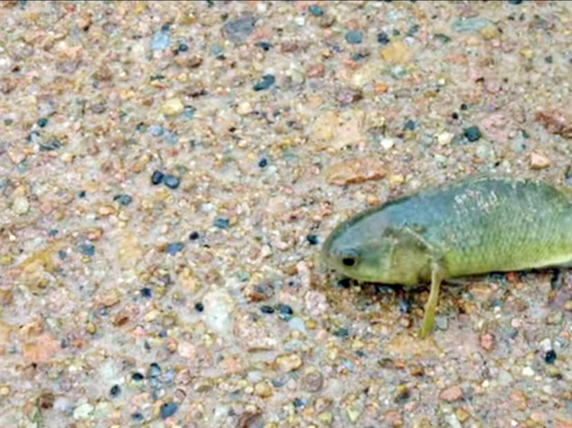 Warning: Aggressive ‘walking’ fish may be headed for Australia