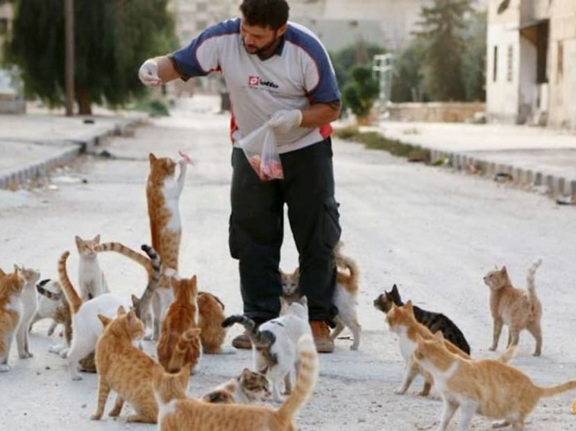 The feeding of the one thousand: Idlib sanctuary offers cats a refuge from war The feeding of the one thousand: Idlib sanctuary offers cats a refuge from war