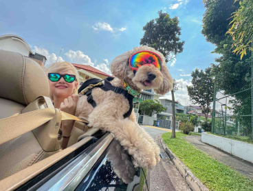 Ms Nicole Kow and her dog Tobi riding in her father's convertible car.