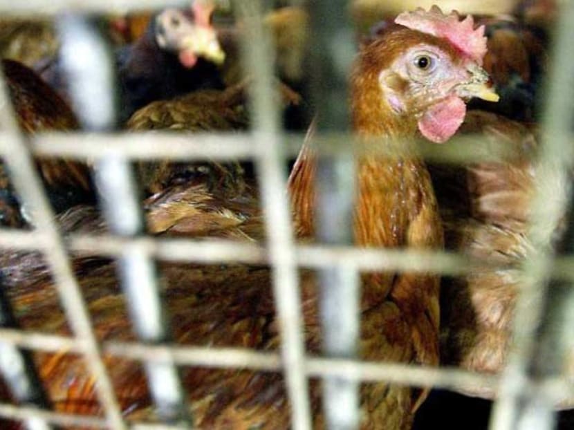 SFA working to minimise impact on supply after Malaysia curbs export of chickens SFA working to minimise impact on supply after Malaysia curbs export of chickens