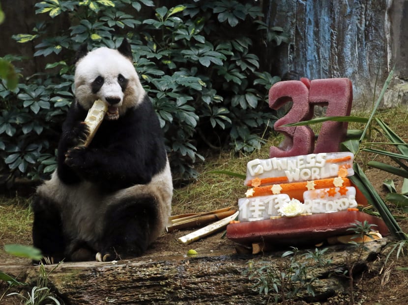 Gallery: Oldest ever giant panda celebrates with bamboo, veggie cake