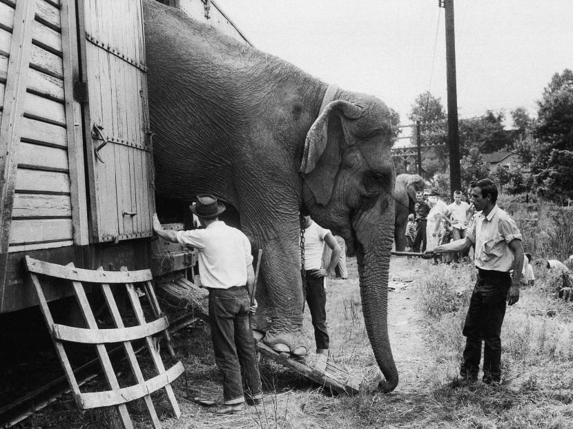 Ringling Bros says circuses to be elephant-free in 3 years