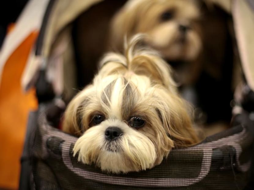 New pet dog licensing rules to kick in from March 1: AVA