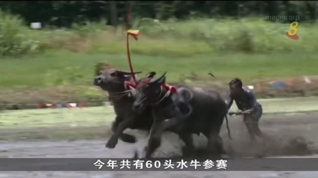 泰国奔牛节再登场 60头水牛参赛