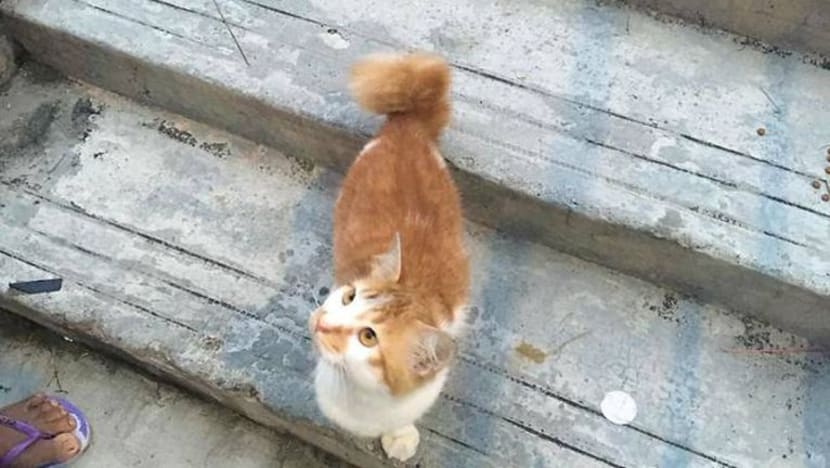 Wanita didenda kerana buang kucing di kolong HDB