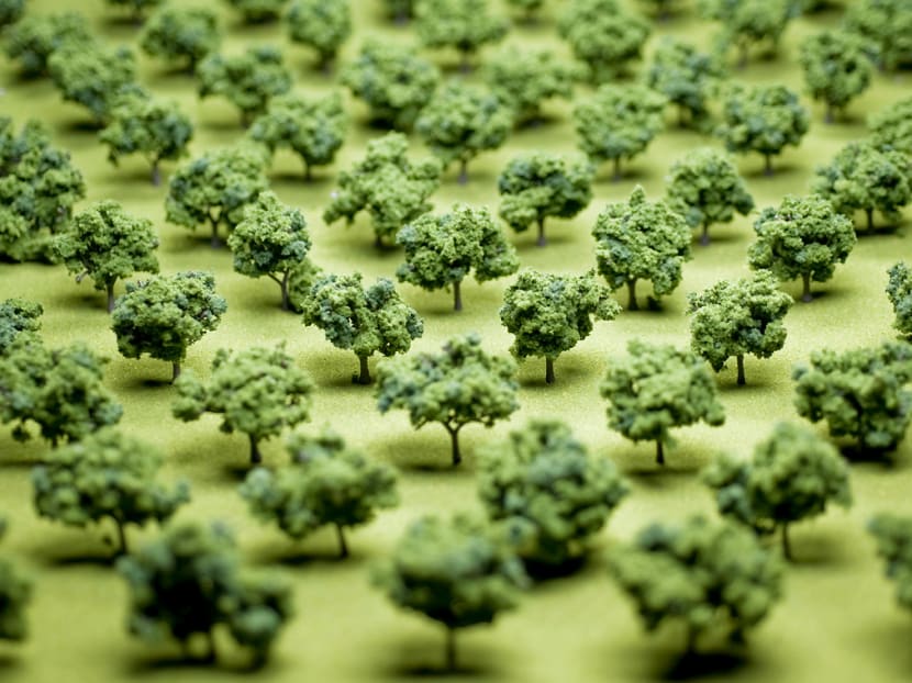 The story of 800 iron trees TODAY