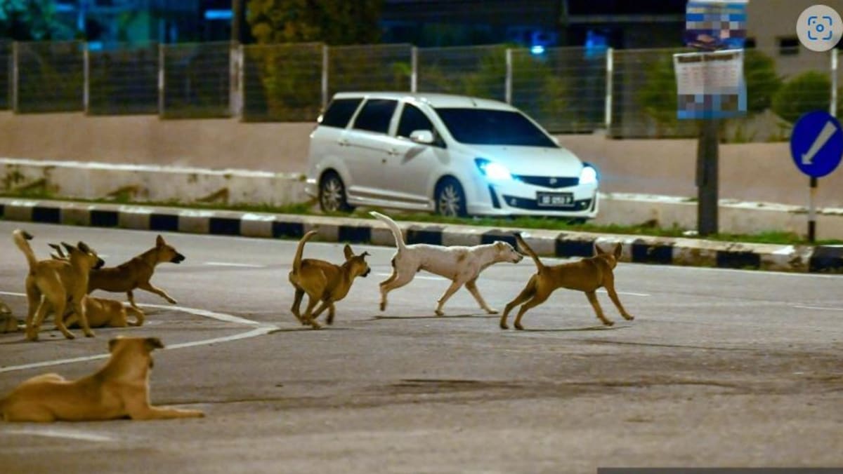 Malaysian MP calls for guidelines on dog-catching after elderly man dies trying to save pet Malaysian MP calls for guidelines on dog-catching after elderly man dies trying to save pet