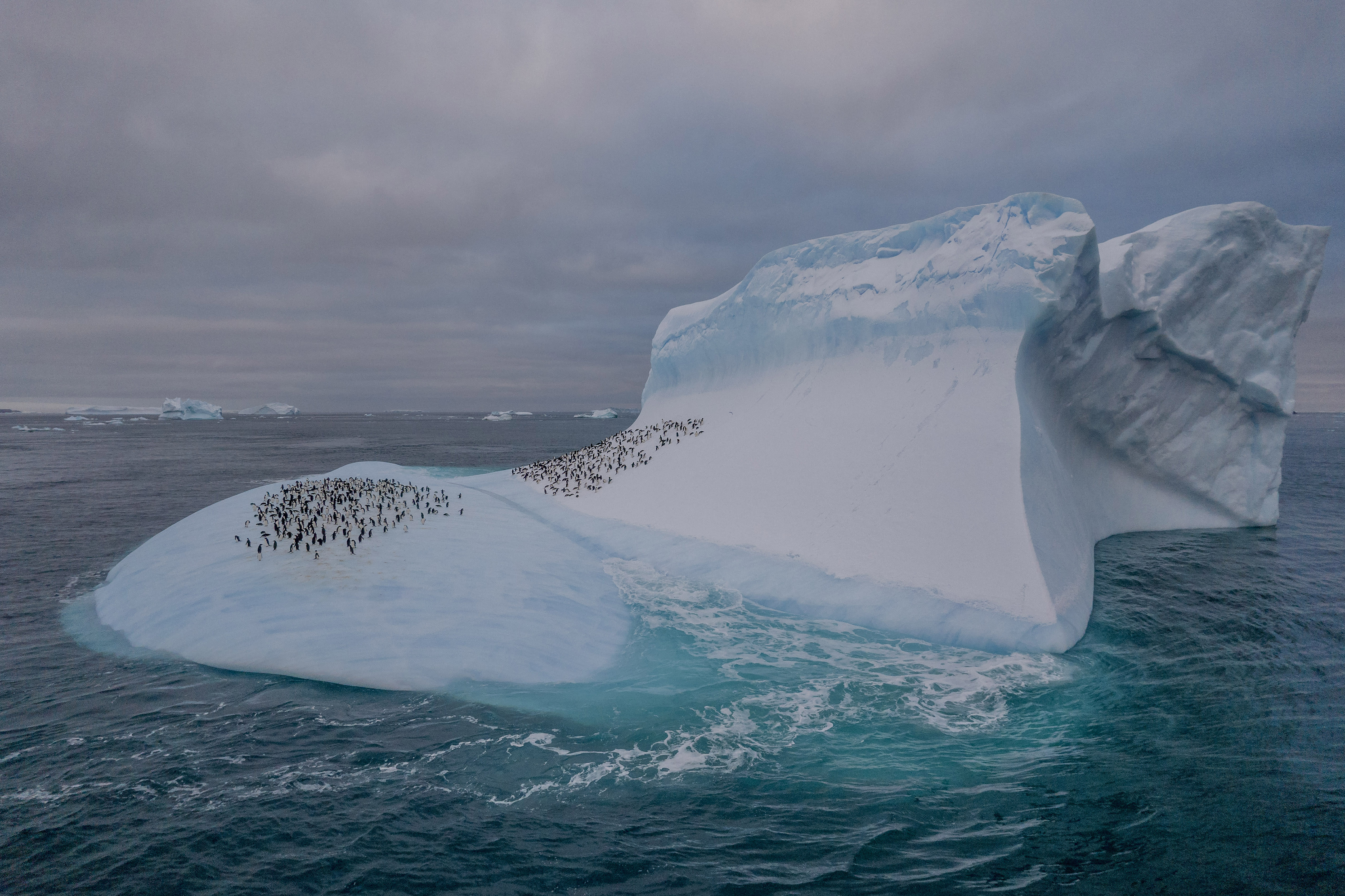 A photo provided by Mr Tomas Munita shows Adélie penguins on an iceberg near Paulet Island at the tip of the Antarctica Peninsula on Feb 2, 2022. 