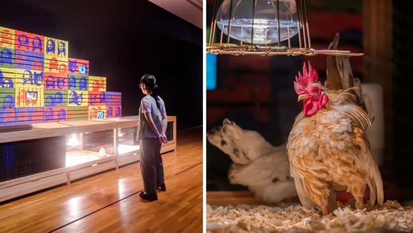 Ayam hidup dalam pameran Galeri Nasional dikembalikan ke pusat perlindungan dalam keadaan sihat: Tan Kiat How