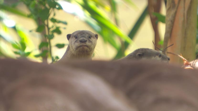 tp otters 1.3