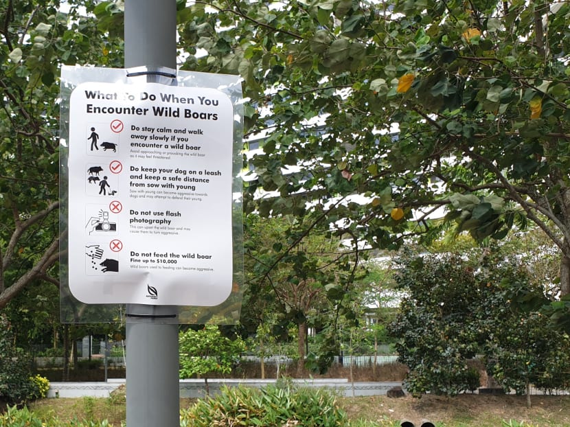 The National Parks Board has put up advisories around Punggol Walk, on what the public should do if they encounter wild boars.