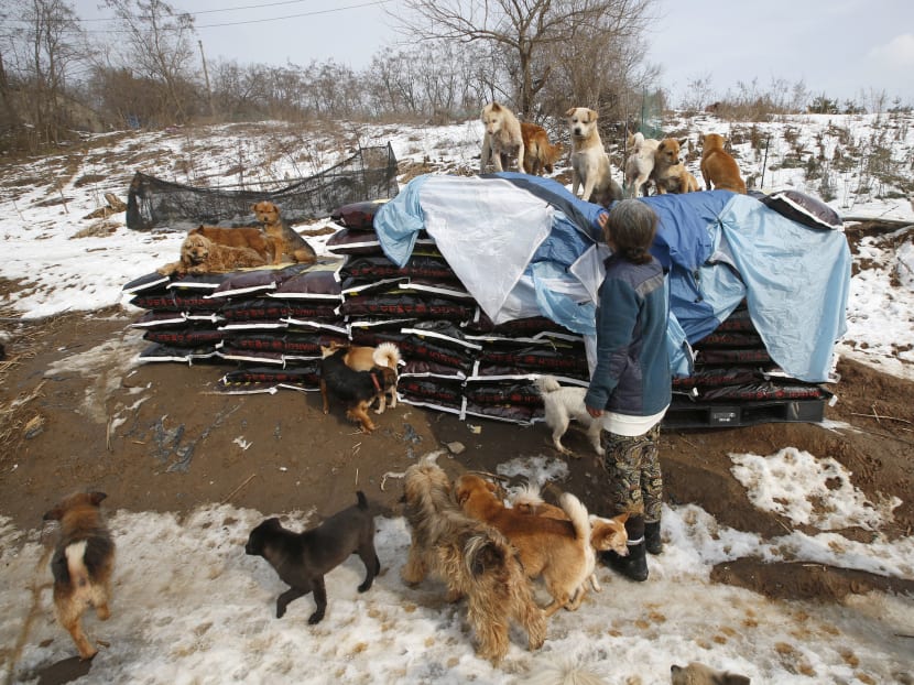 Korean woman raises 200 dogs saved from streets, restaurants - TODAY