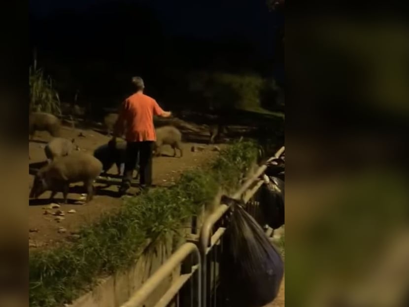 A two-minute video of a man feeding wild boars was circulating on social media over the weekend.