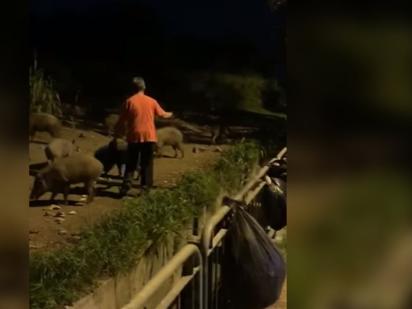 A two-minute video of a man feeding wild boars was circulating on social media over the weekend. A two-minute video of a man feeding wild boars was circulating on social media over the weekend.